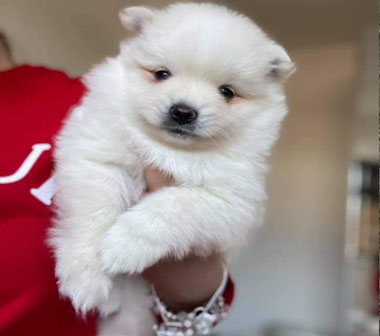 pet
