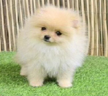 pet