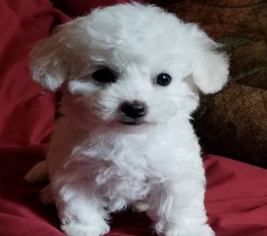 pet
