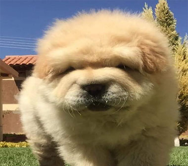pet
