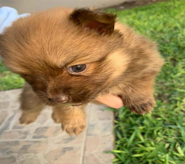 pet